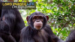 Chimpanzees - S02E03 Loro Parque LIFE
