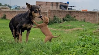 Little puppy playing with mom and both are very hungry ! @Street_Dog_Pluto