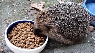 Sparky the Hedgehog and His First Snack of the Evening