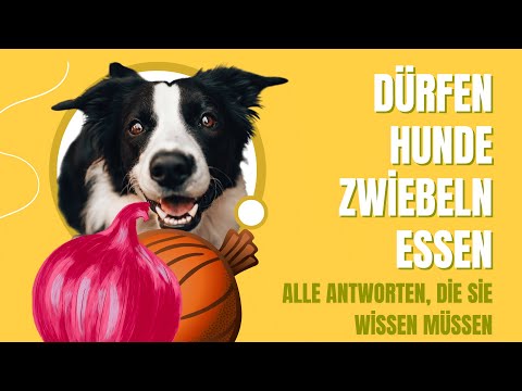 Dürfen Hunde Zwiebeln Essen? Alle Antworten, Die Sie Wissen Müssen 🐕