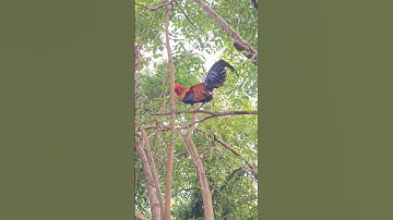 gà rừng ở trên cây.qaib qus nyob saum ntoo