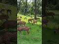 Bandipur Reserve Forest | Spotted Deer | Karnataka #shorts