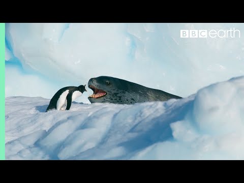 Tiny Penguin Makes a Deadly Dash From Giant Leopard Seal | Seven Worlds, One Planet | BBC Earth