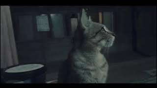 cinematic video 30 detik || kucing