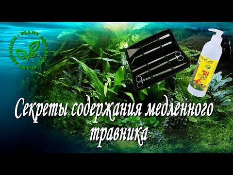 Секреты содержания медленного травника