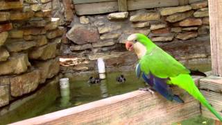 Texas Zoo's Aviary Exhibit