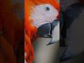 Look Closely At A Macaw’s Eye (Avian Mind Reading) 👁️🦜