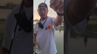 ปลากระพงตกง่าย😁 ไข่หอยเชอรี่ก็ยังตกได้เลย🤣 #สาระลัวร์  #FishingAndMore #fishing