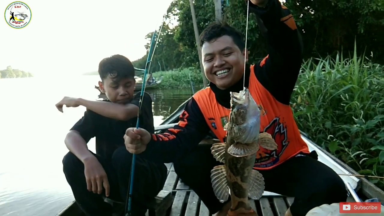 UMPAN JITU MANCING IKAN BETUTU,DI sungai kampar istana sayap pelalawan