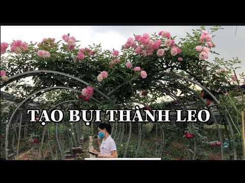 TẠO CÂY BỤI THÀNH LEO.CÁC GIỐNG HOA HỒNG LEO.CHUẨN GARDEN TV | Foci