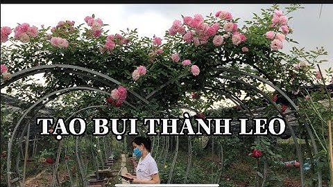 TẠO CÂY BỤI THÀNH LEO.CÁC GIỐNG HOA HỒNG LEO.CHUẨN GARDEN TV