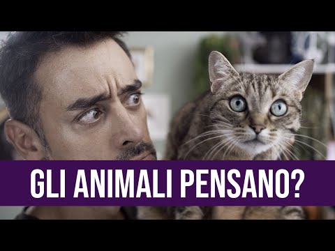 Video: Cosa sono gli animali acrodonti?