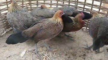 Poj Qaib Noob Qaib Seev Tsauj 0302132069 App 02095873356