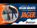 Belgian Malinois, Jager | Belgian Malinois Dog Training