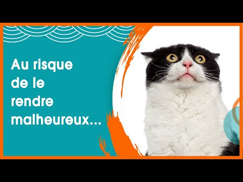 Vidéo: 5 erreurs d'adoption de chat à éviter