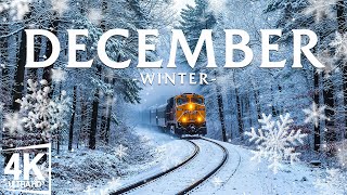 December Winter 4K โ๏ธ Gentle Snowfall, Frosted Woods & Quiet Moments in Frosty Morning Light