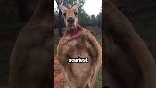 Run If You See A Kangaroo In The Water?? 😱 🦘