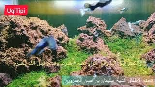 Tuhfatul Athfal (Syeikh Saad Al Ghamidi)