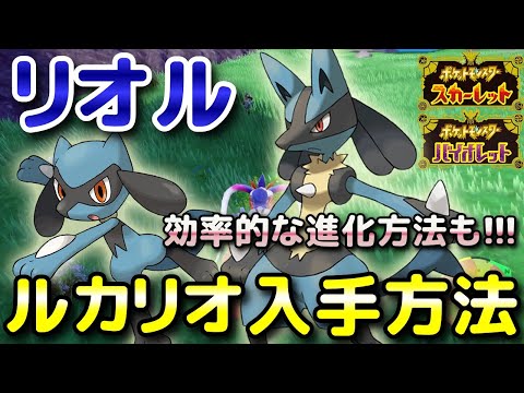 ポケモンsv リオルの種族値 わざ 特性など基本情報まとめ スカーレット バイオレット 攻略大百科