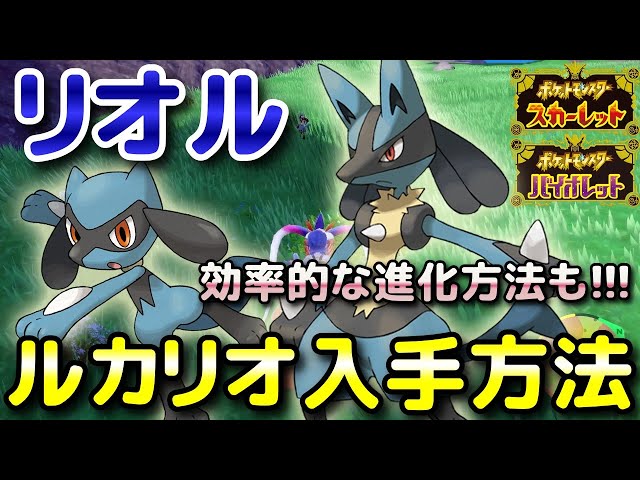 ドイツ限定　レア　リトル　ルカリオ進化前 リオル → ルカリオ やすらぎのすず】特殊進化方法 アイテム入手方法