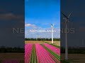 Netherlands Beautiful Landscape #shorts #viral #trending #netherlands #travel #nature #4k