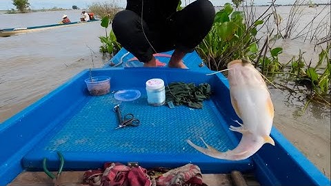 Câu cá Lăng khi mùa gió bất là báo hiệu mùa nước lũ rút cá Tôm sẽ đua nhau ra sông@MinhTâm67vlocg