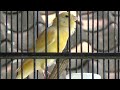 Kenari Anakan Belajar Bunyi Dan Ngriwik Mp3 - Mp4 Download