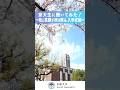 京大生に聞いてみた!~桜と笑顔が咲き誇る、入学式編~
