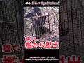 捕らえた檻から脱出するツキノワグマ… #熊 #ヒグマ #animals #動物 #おすすめ