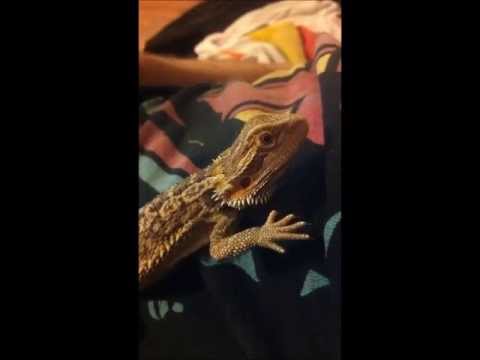 lizard skin grips Bearded dragon likes fingers