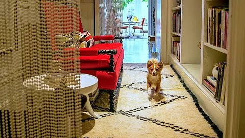At Home with Dogs and Their Designers with Jonatha...