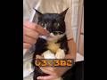 子猫は人間の親友でしょうか? #animals #動物 #動物プロダクション #自然