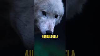 ES MEJOR NO FORZAR NADA #frases #frasesdeamor #lobos #reflexiones