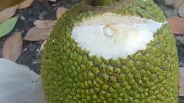 Mít mùa nghịch bội thu nhờ phân bón hiệu Con Lười F35 – Bí quyết của anh Trí ở Tiền Giang