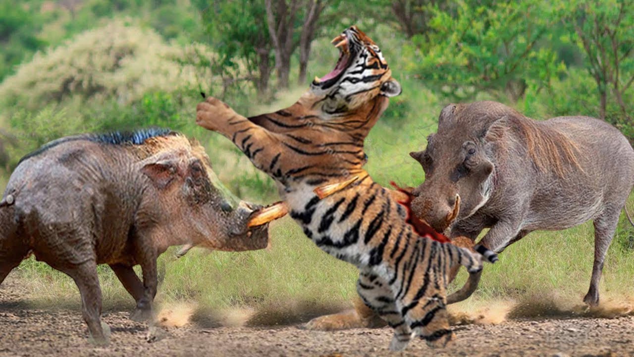 1 male tiger VS 2 wild boar || Can a male tiger defeat a herd of wild boar?