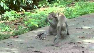 Distressed long-tailed macaque female in Don Chao Poo.wmv by phanamonkeyproject 125,158 views 11 years ago 2 minutes, 50 seconds