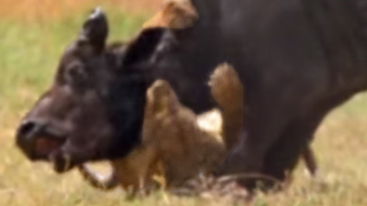 ⁣Wild Lions Swim in a Hunt for Buffalo | Wild Africa | BBC Earth