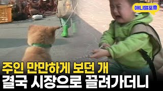 5살 주인 괴롭히던 강아지 결국...I KBS 주주클럽 080420 방송