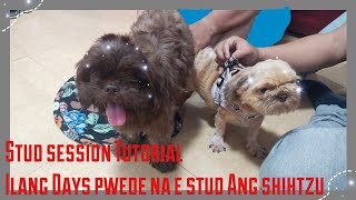STUD SESSION SHIHTZU/TIPS ILANG DAYS PWEDE E STUD ANG ASO NAGHEAT#TUTORIAL