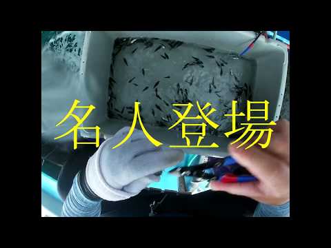 【高級魚とらふぐ】！赤ちゃんとらふぐの歯きりの様子