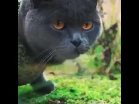 3 ВАЯНА - YouTube