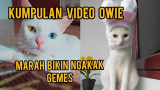 KUMPULAN VIDEO KUCING MARAH LUCU,,, VIDEO TIKTOK ANGRY AND FUNNY CAT