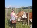 Marika&#39;s MOP - Feeding the Cows