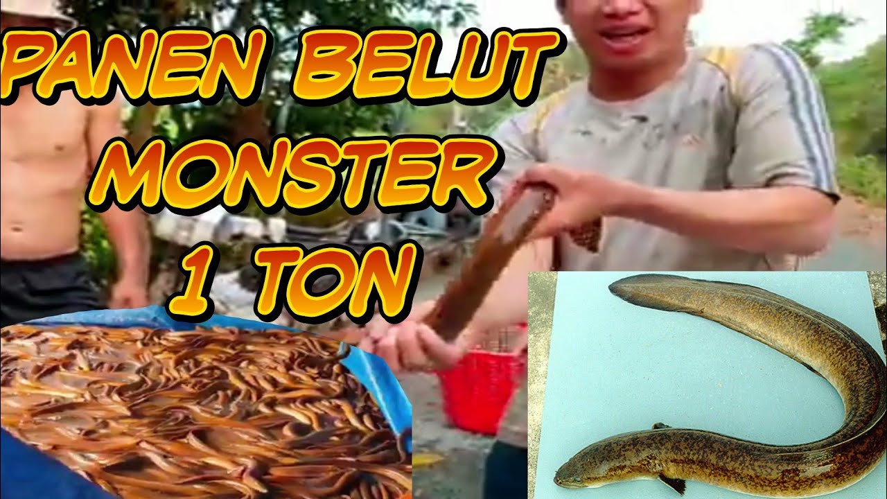 Panen belut ternak kolam terpal monster semua Auto kaya 