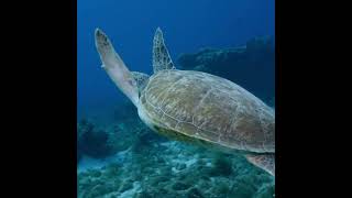 World Oceans Day 2024