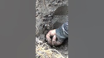 Da Căng Bóng Bắt 3 Con Rắn Hổ Hành/ Săn Bắt TV