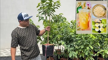 Mãng Cầu Xiêm ghép gốc bình bát chậu lỡ hàng VIP