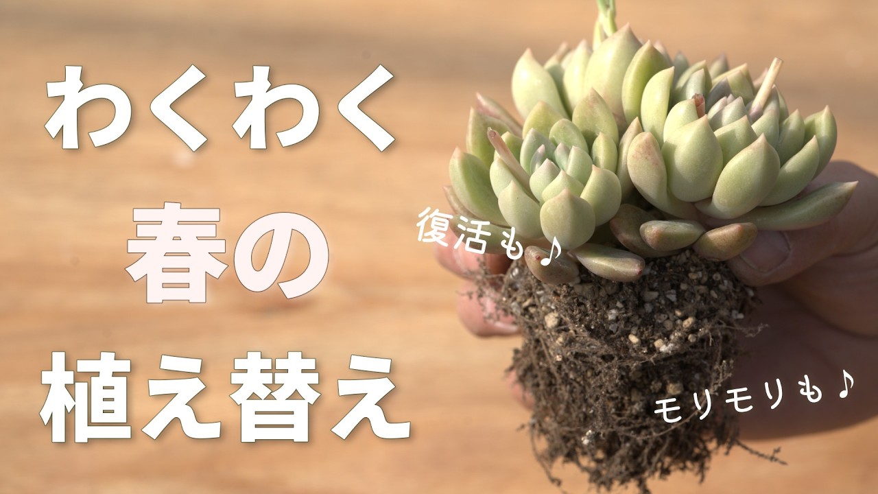 #644【ここがポイント】春なら復活もモリモリも楽しめます。