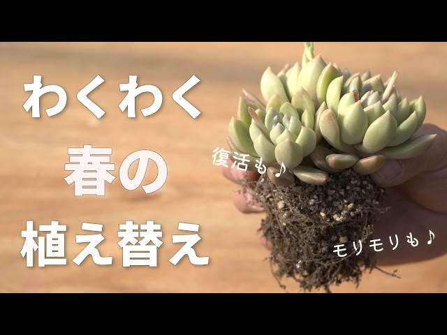 644 [Here's the point] In spring, you can enjoy revival and