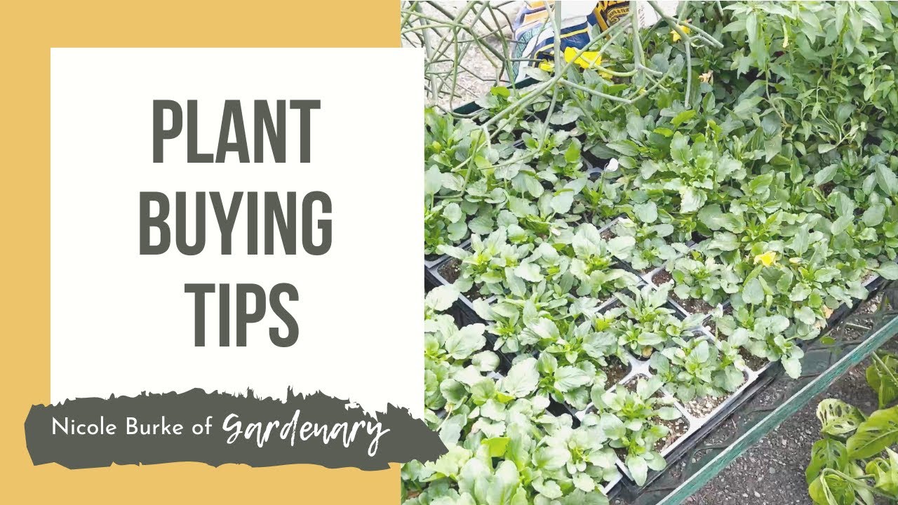 Plant Buying Tips
